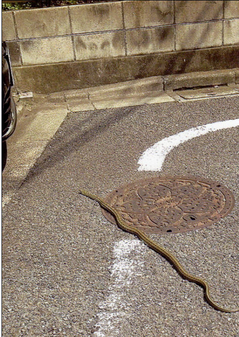 �֕��ɑ�ցH����